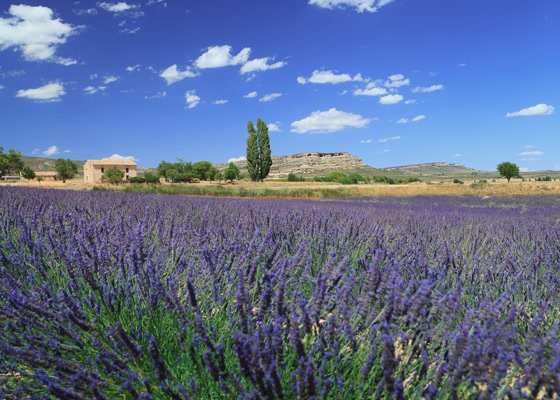 Lavanda Campo de San Juan Moratalla 6