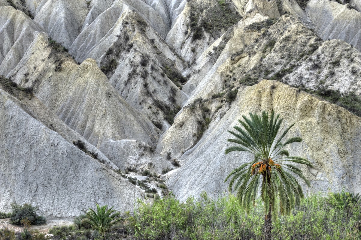 Oasis en el desierto. Río Chícamo