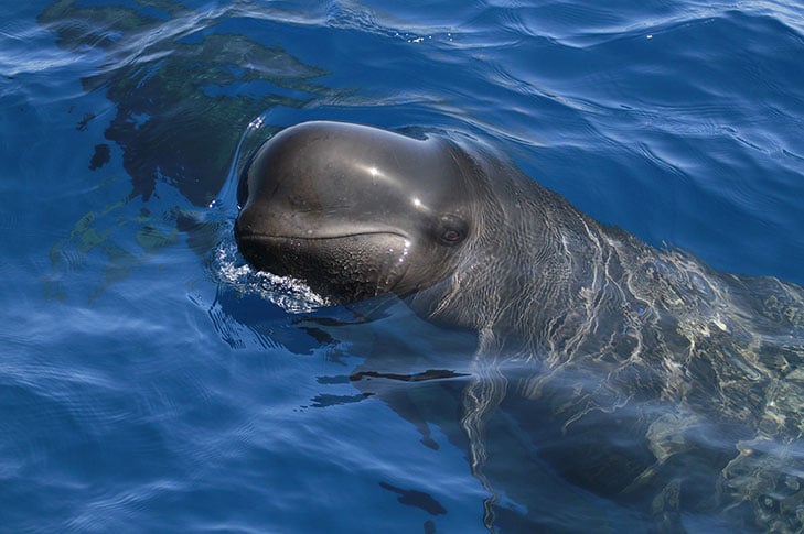 ballena