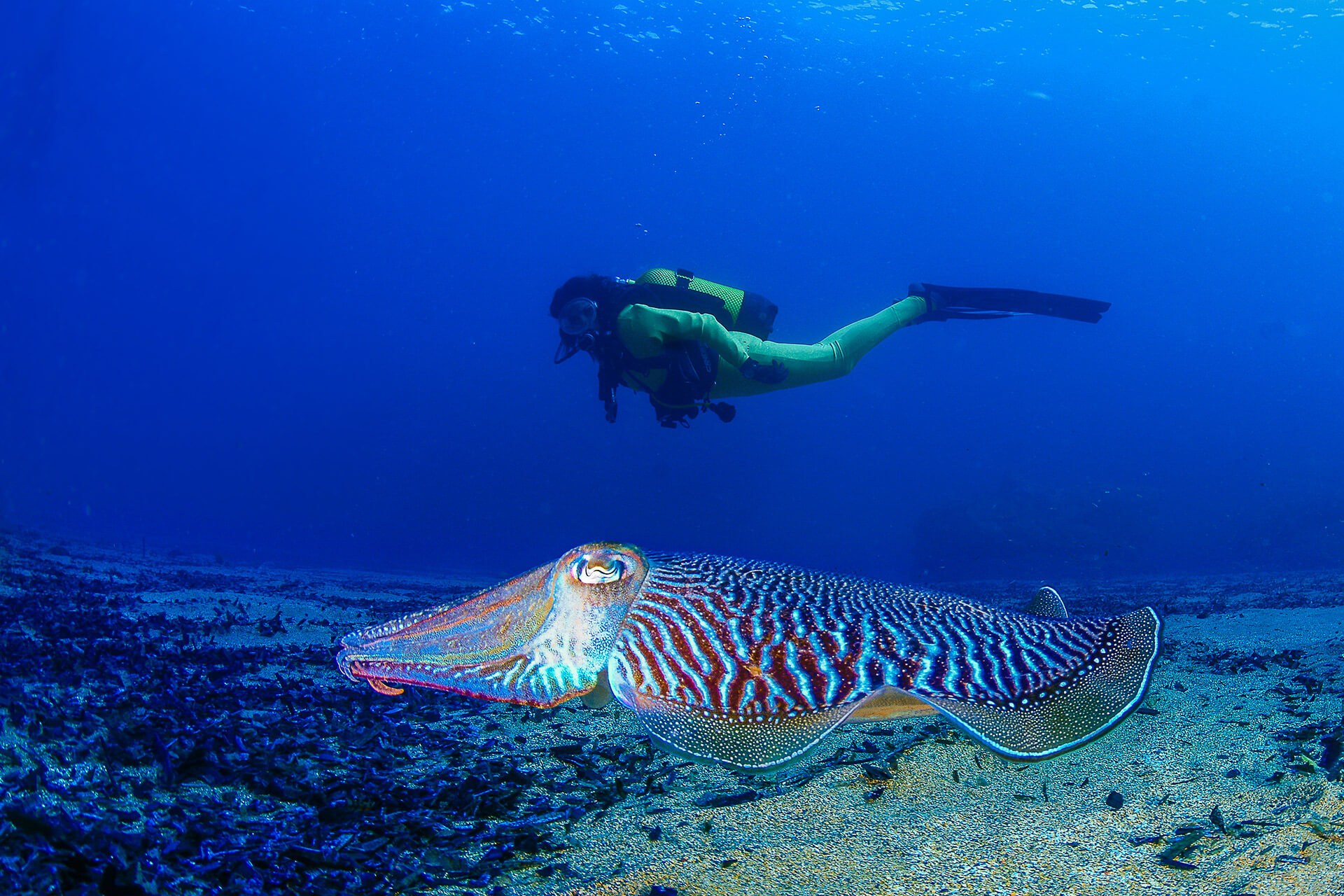 4 Cuevas submarinas impresionantes para amantes del buceo en la Región de Murcia