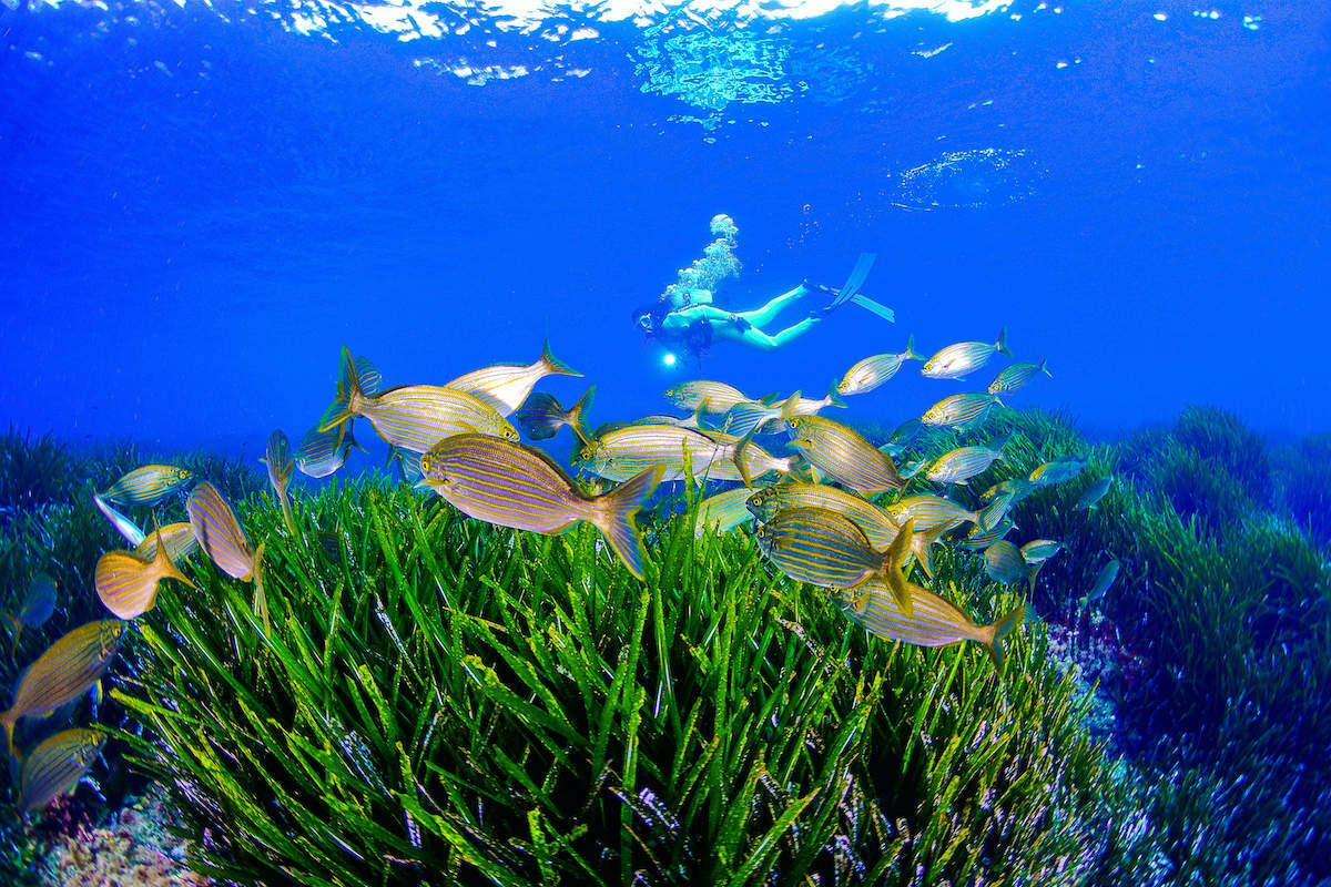 buceo-en-la-region-de-murcia-8-nyb-javier-ferrer_c754ebac_240712145123_1200x800