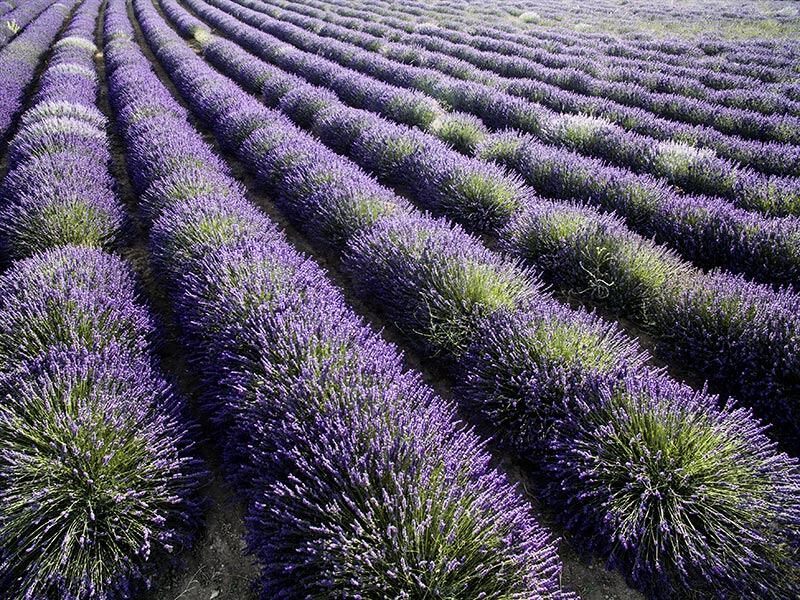 Campo de Lavanda Moratalla