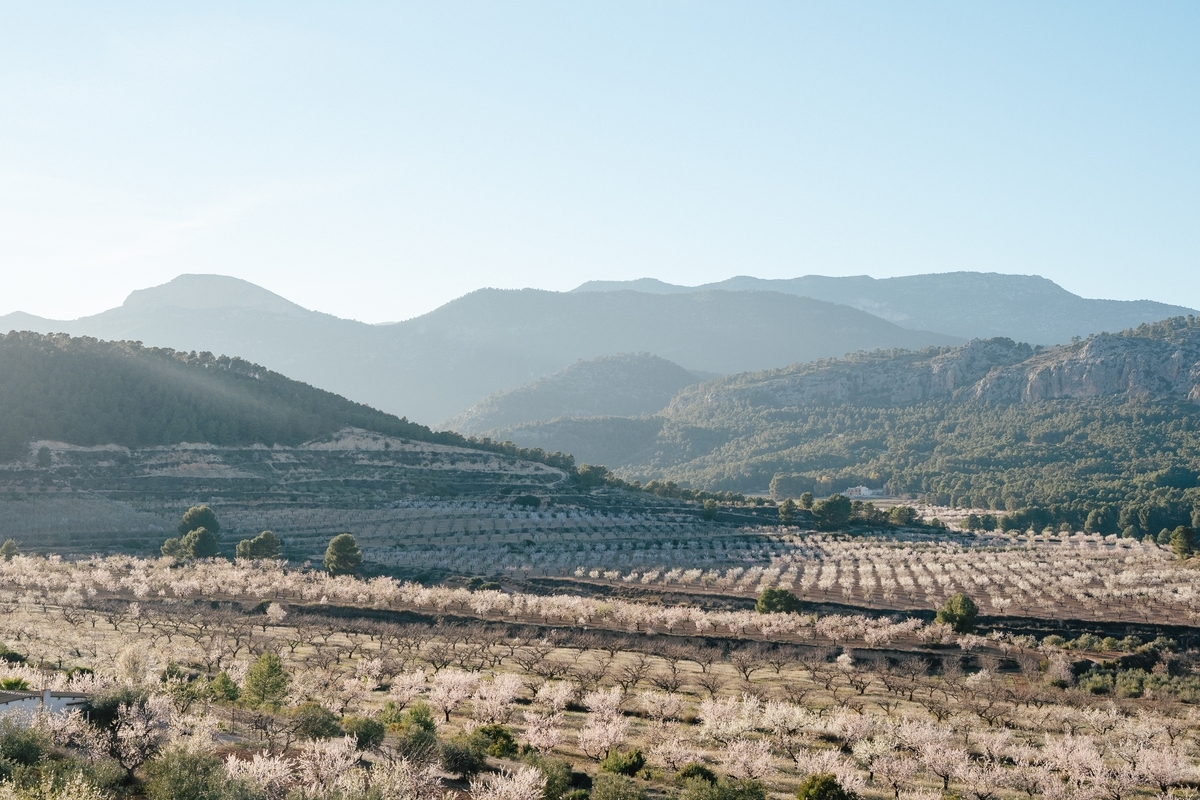 Pink and white almond blossoms in Casas Nuevas near Sierra Espuña