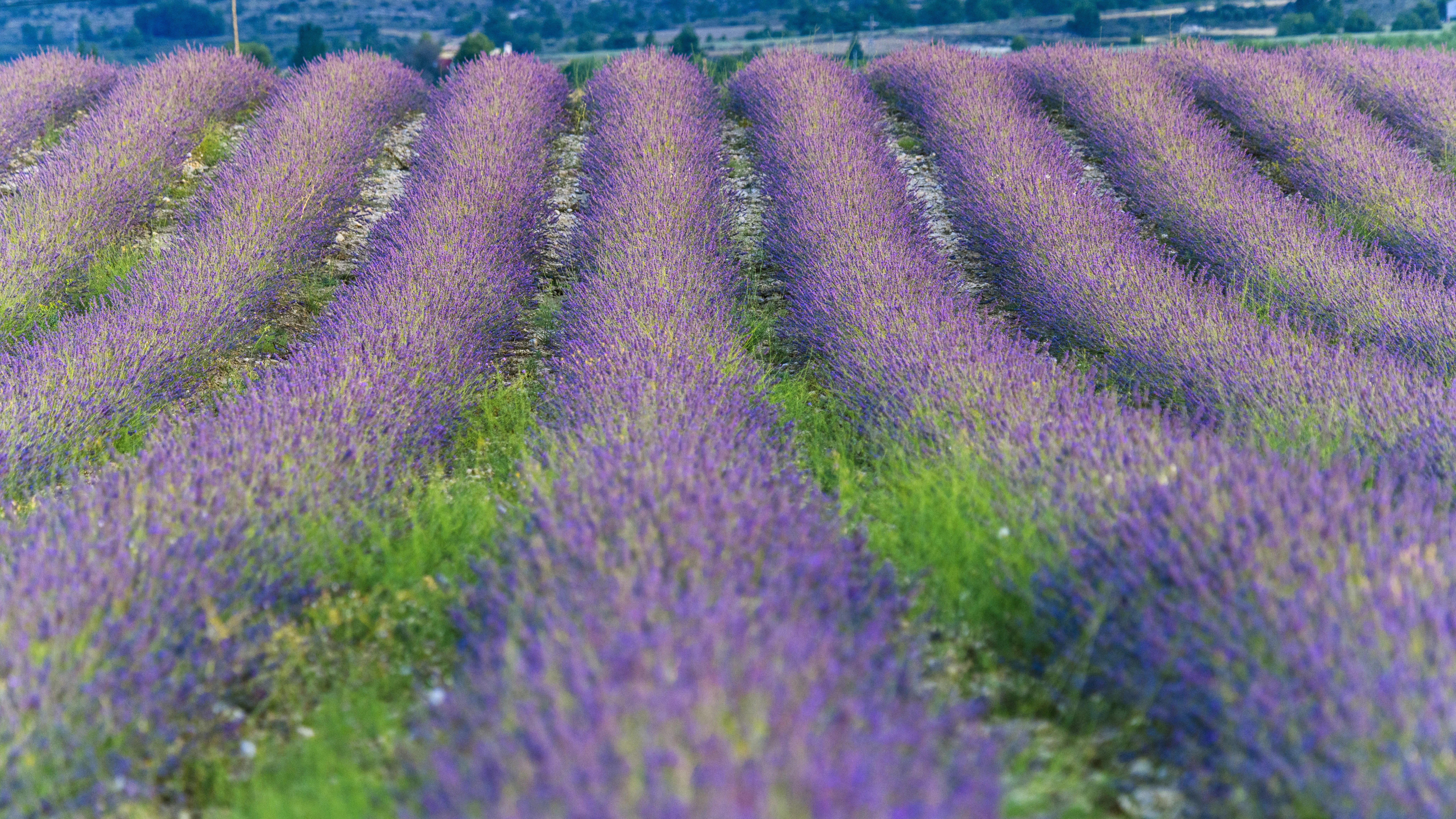 lavanda