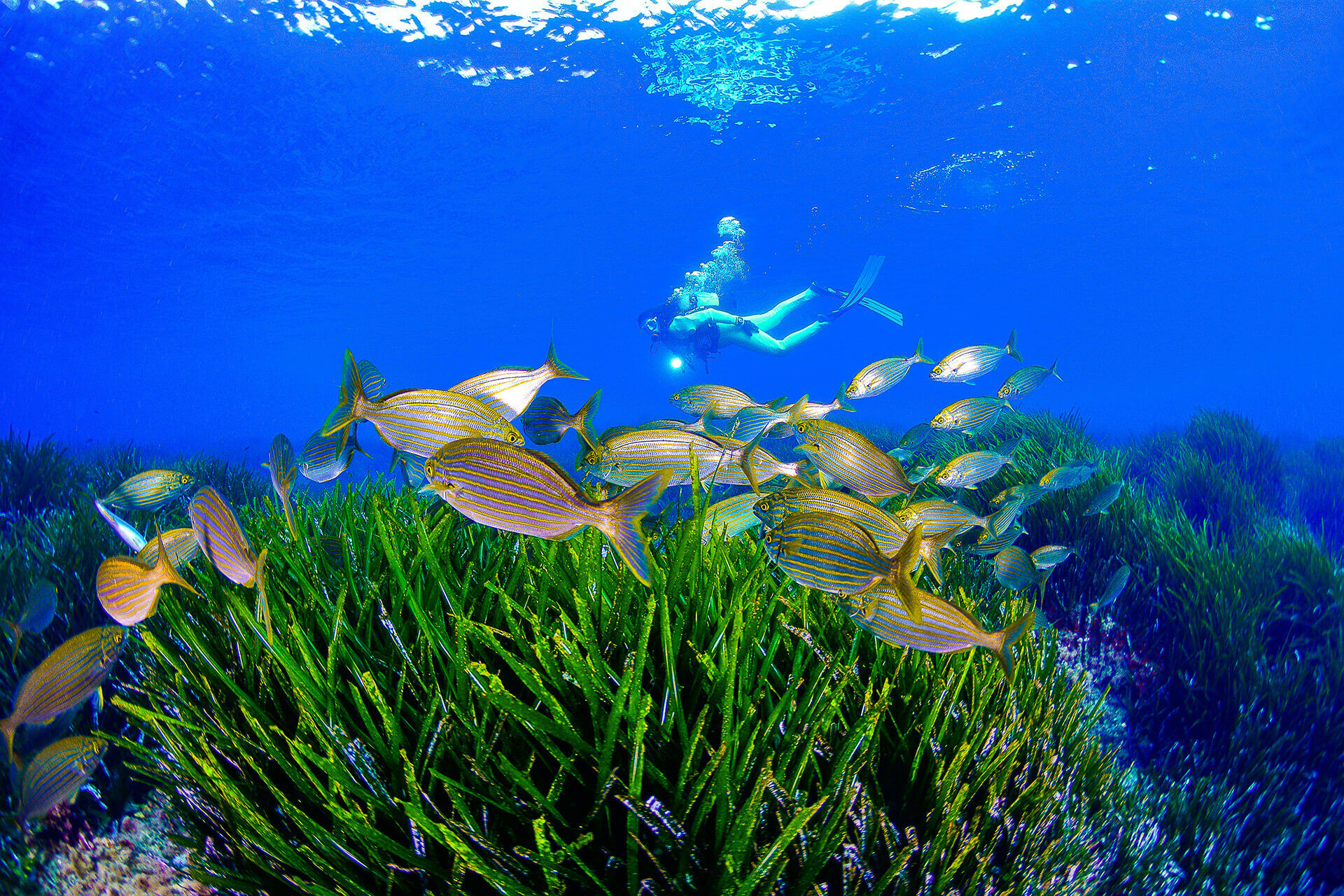 4 cuevas submarinas impresiosantes para los amantes del buceo en la Región de Murcia