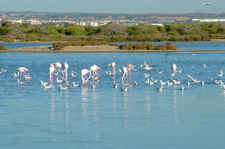 salinas san pedro aves