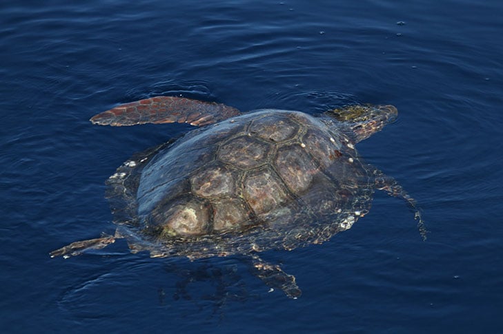 tortuga
